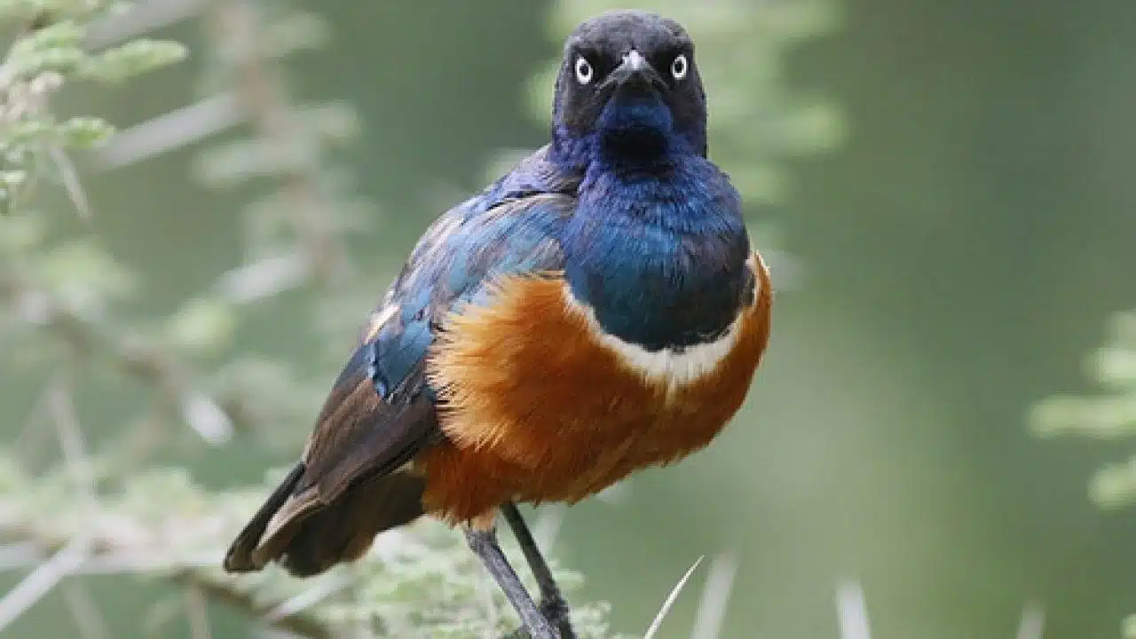 Best Bird Watching Destinations in Tanzania
