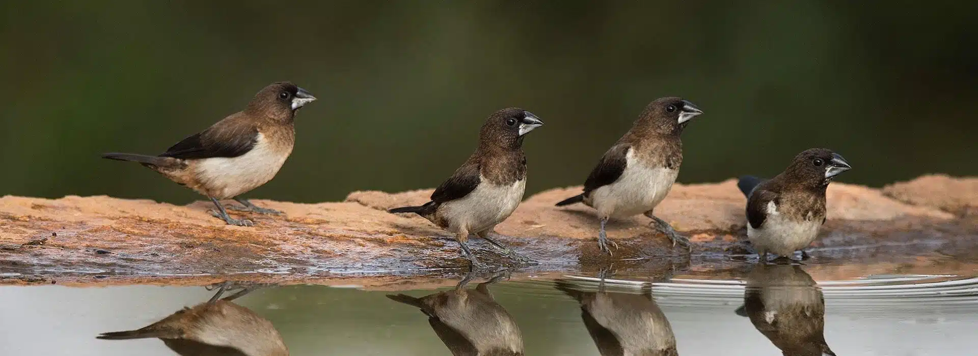 Best Bird Watching in Tanzania