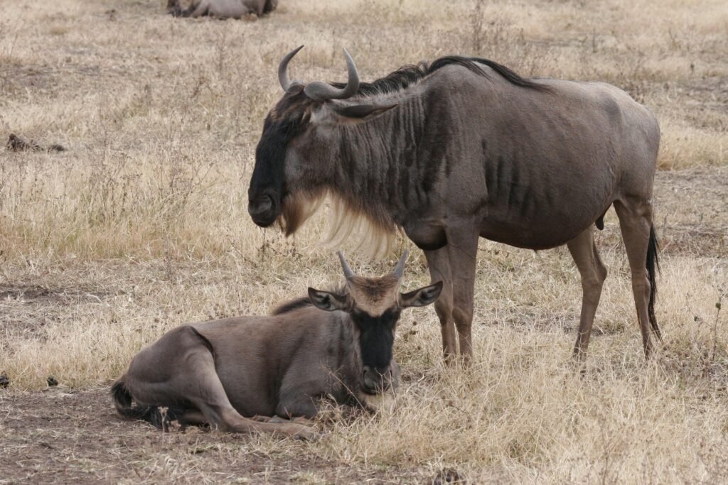 carolehenderson gnu 3426690 1920