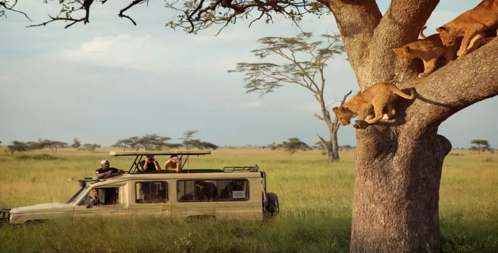 game drive in the serengeti tanzania