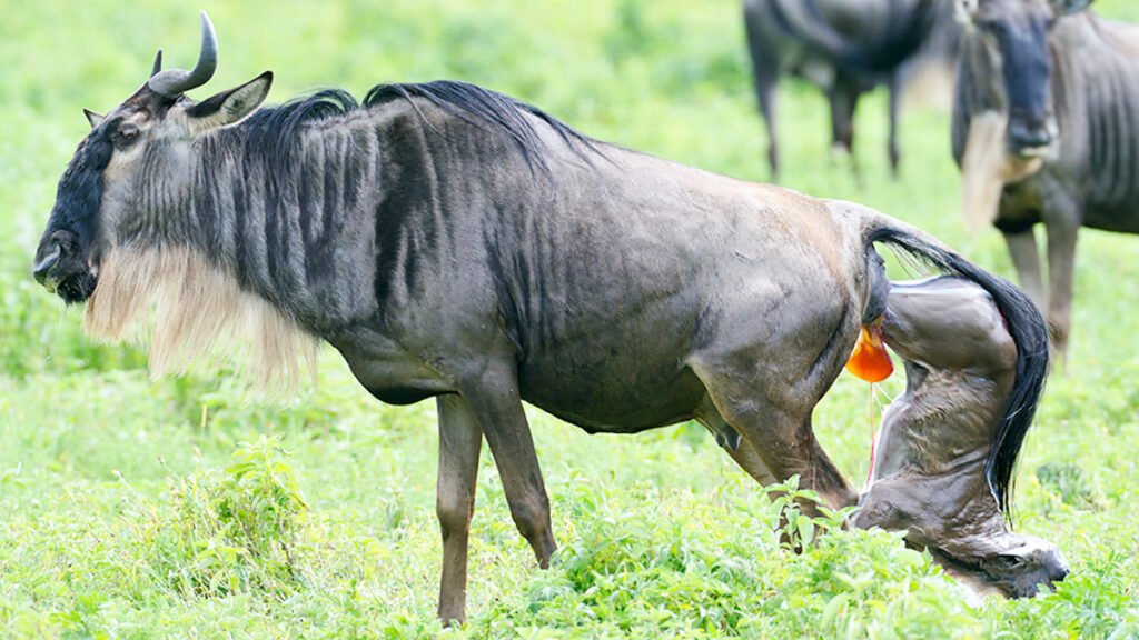 Calving season in the Serengeti during the Great Migration on a Tanzania safari trip