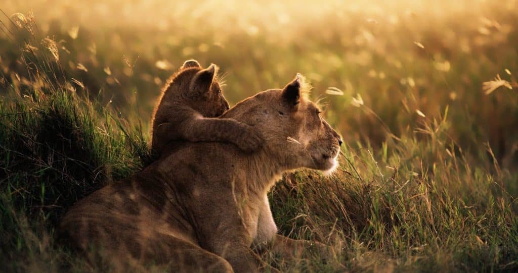 mikumi national park destinations tanzania