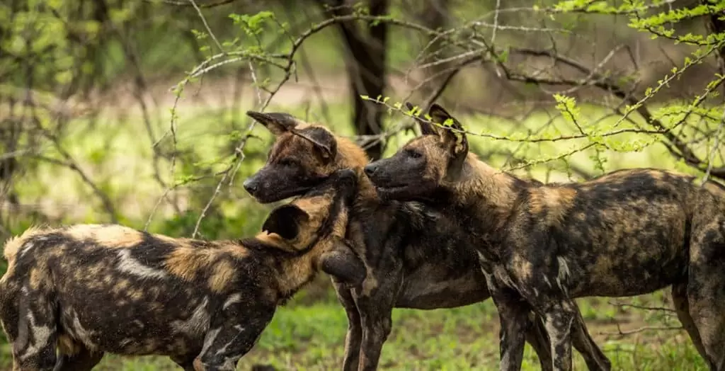nyerere wild dogs 3