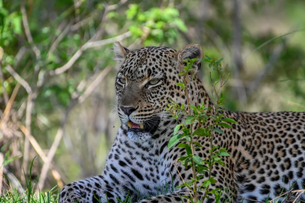 Tanzania luxury safaris