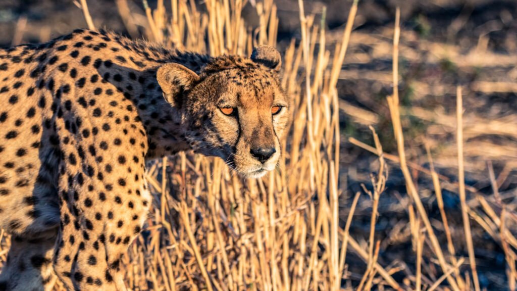 Cheetah in Serengeti Tanzania 2