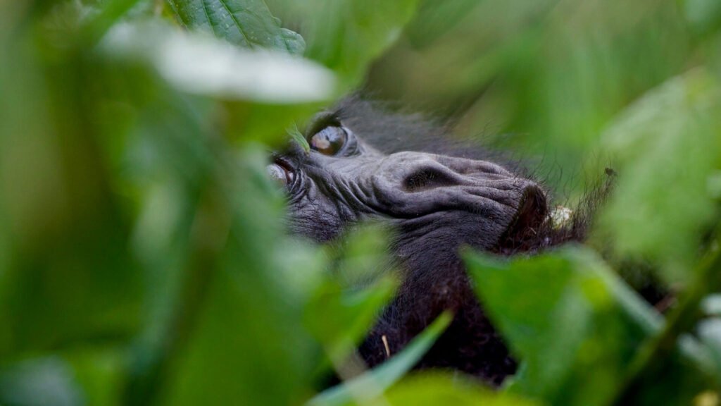 Gorilla trekking in Rwanda and Uganda with Sarafu Travel