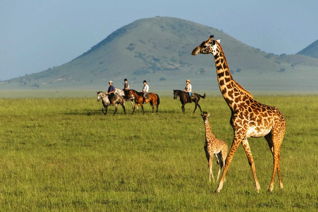 Ken Highlights 1920x1280 0002s 0010 Ol Donyo Riding Baby Giraffe Great Plains Conservation