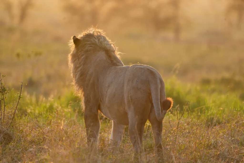 Rwanda safaris