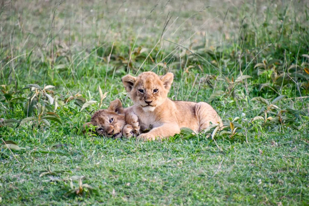 Safari in Kenya