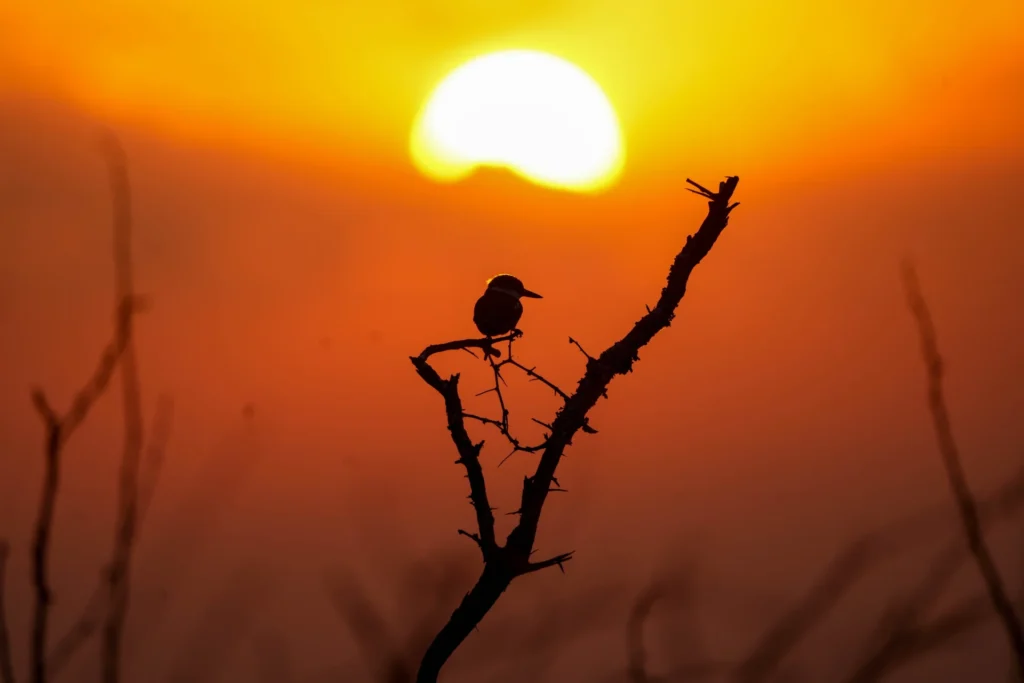 Bird on an acacia branch at sunset during a Tanzania safari trip