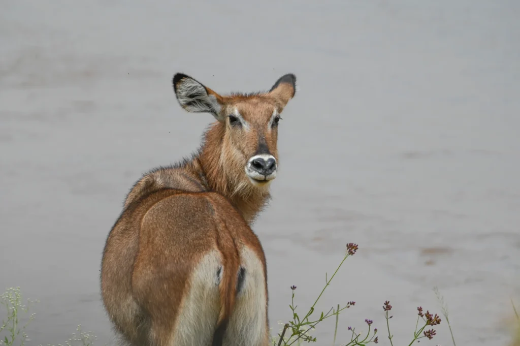 Tanzania Tours