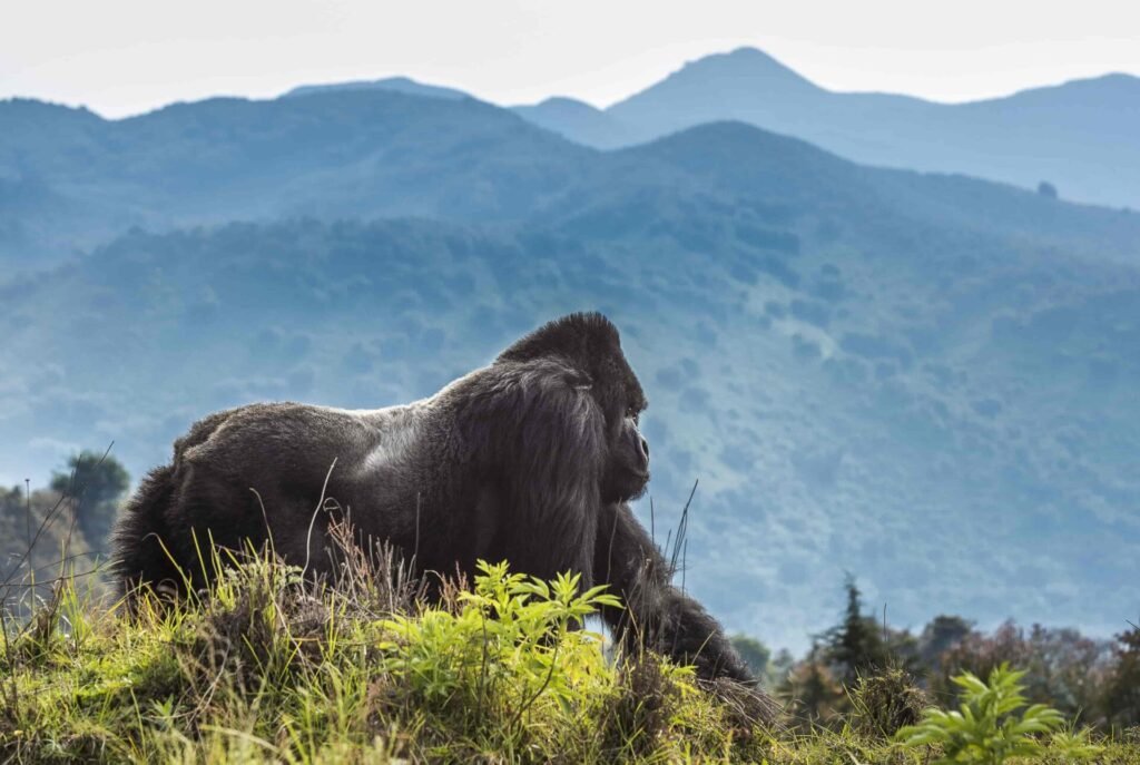 Things to Do in Rwanda