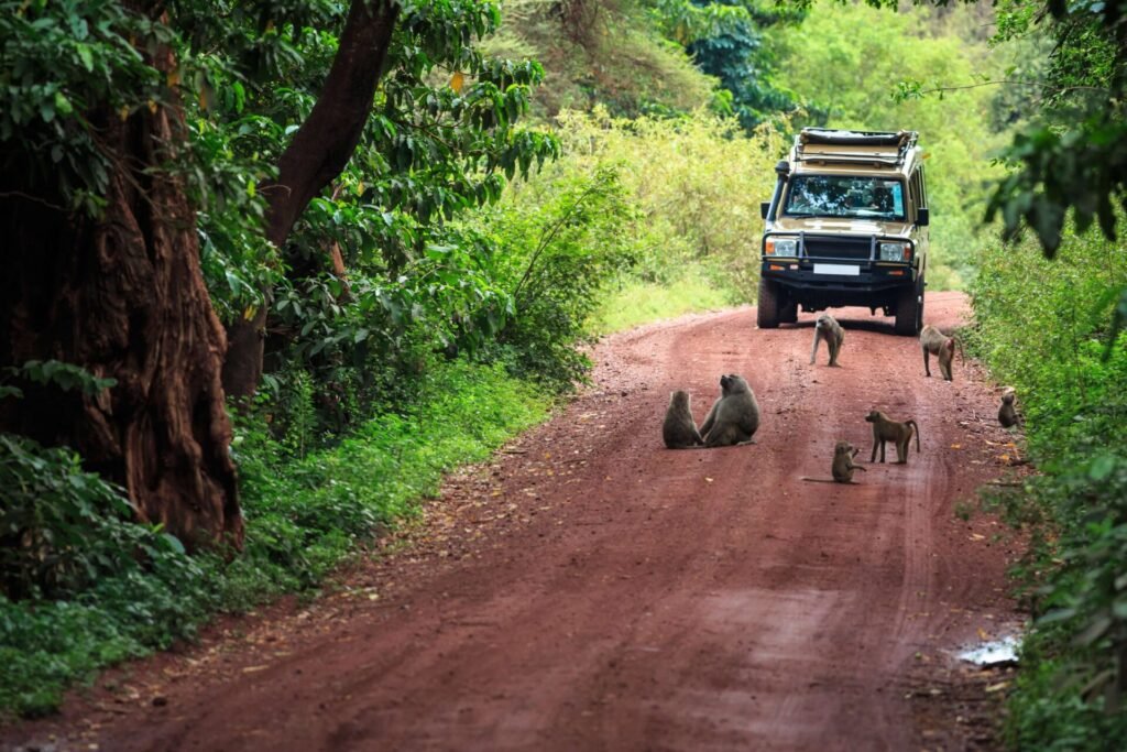 adumu safaris game drive activities lake manyara tanzania baboon yoga scaled