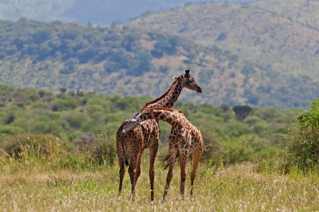giraffes playing in the savannah tarangire national park 160e3c8f
