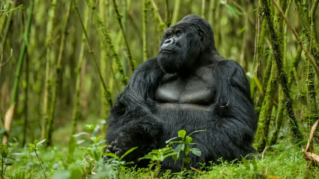 rwanda richard denyer sabyinyo guhonda 2