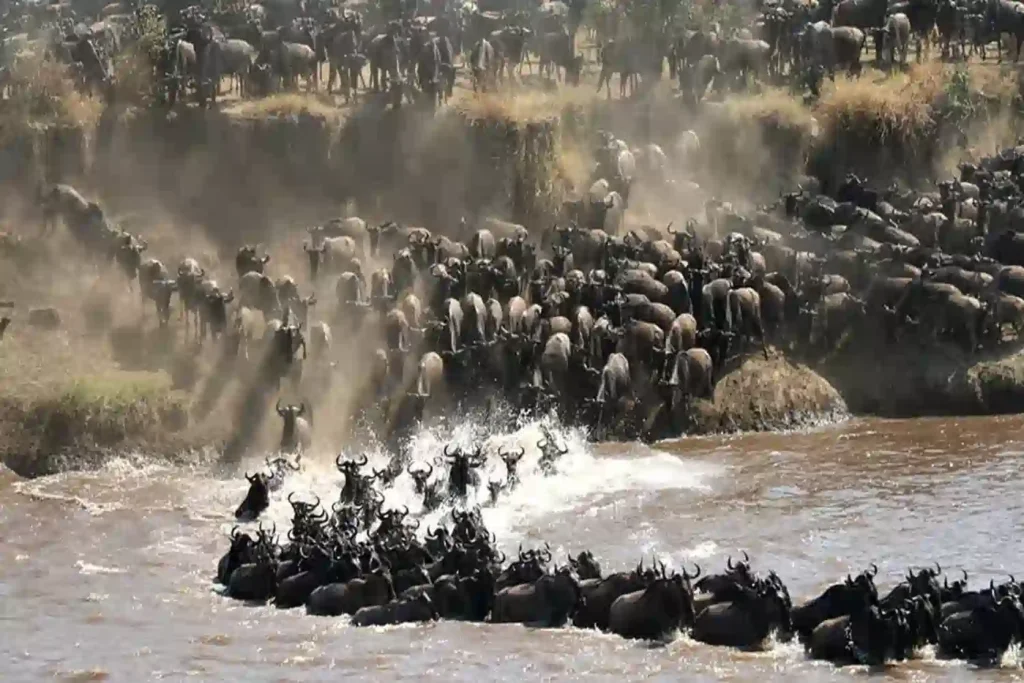 serengeti ndutu where to see the great migration in tanzania and kenya