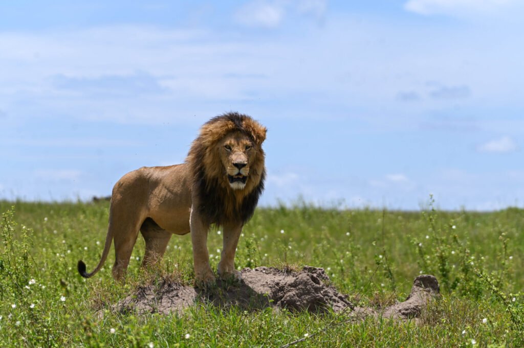 About Sarafu Travel